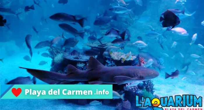 El Acuario de Playa del Carmen ¿Esta abierto?