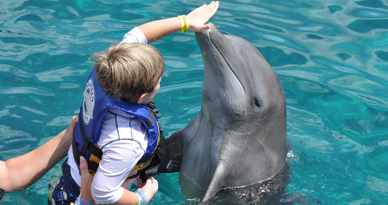 Nado con delfines en Cozumel