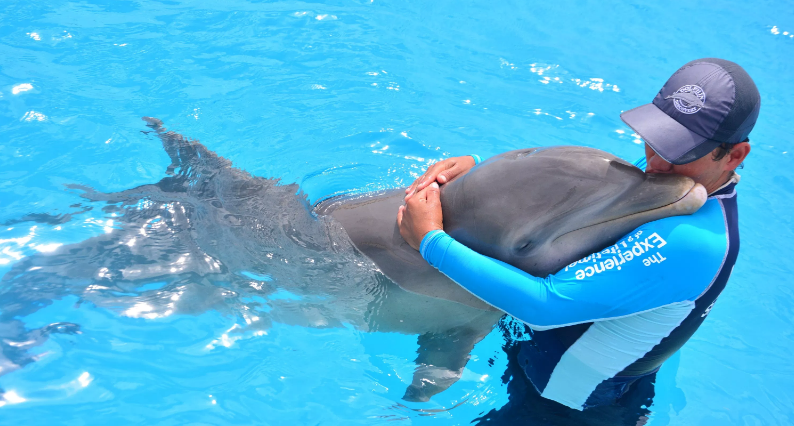 ¿Por qué nadar con delfines en Isla Mujeres?