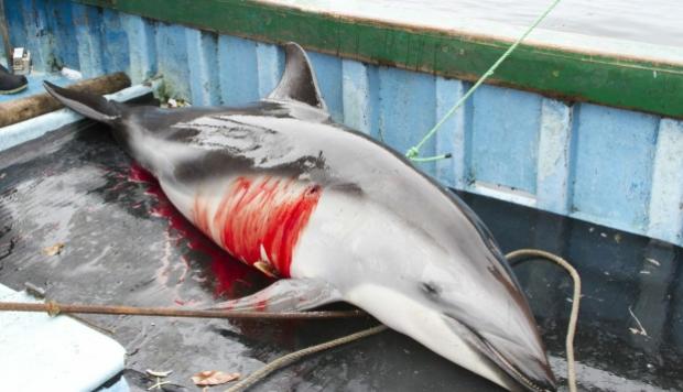 Delfines masacrados