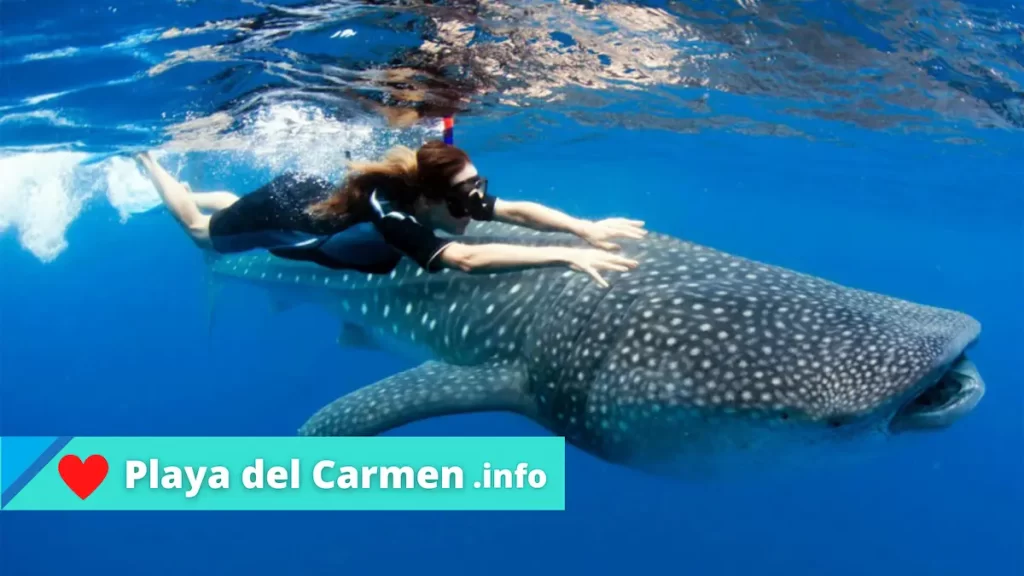 La experiencia de tu vida, nada junto al tiburón ballena en el mar caribe