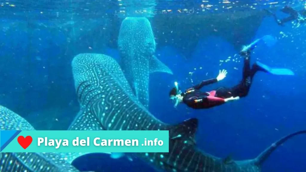 ¿Cuándo es la temporada de nadar con tiburón ballena en Riviera Maya?